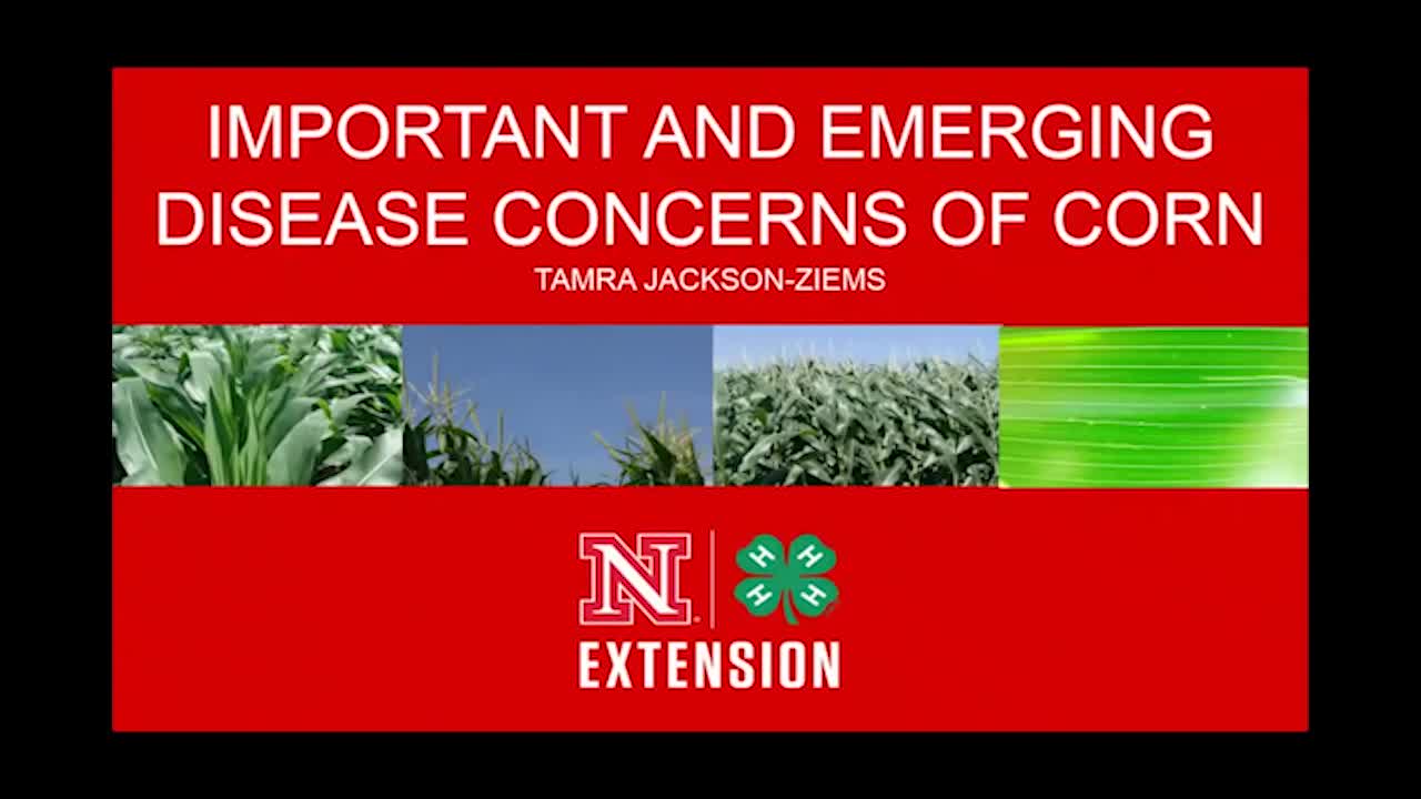 Important and emerging disease concerns of corn