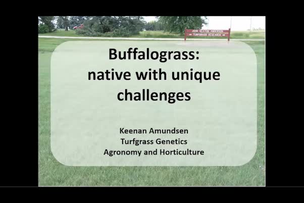 Buffalograss—native with unique challenges