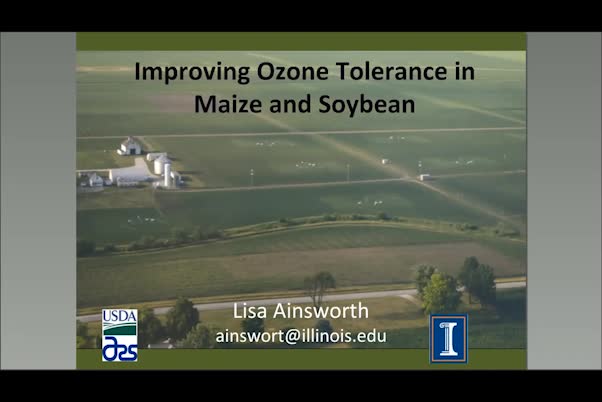 Improving ozone tolerance in maize and soybean