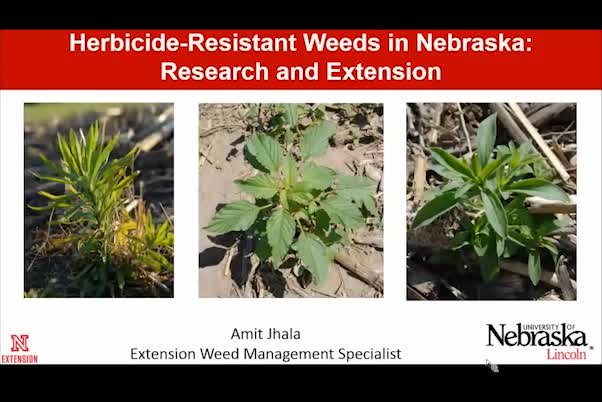 Herbicide-resistant weeds in Nebraska—research and extension