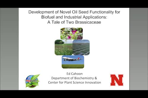 Development of novel oil seed functionality for biofuel and industrial application