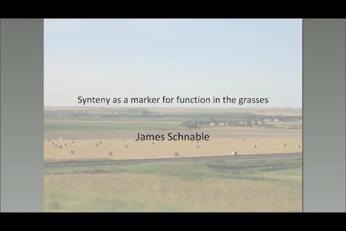 Synteny as a marker for function across the grasses