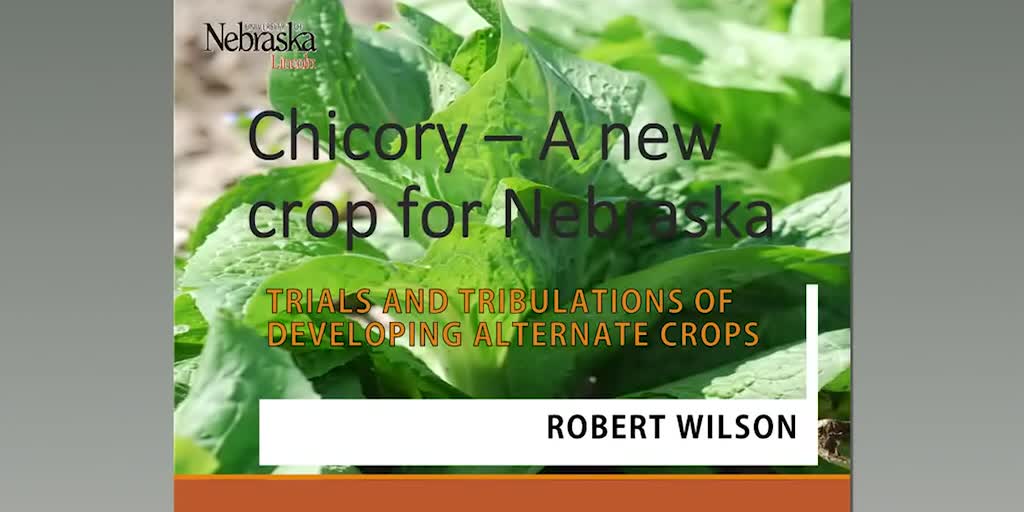 Chicory — A new crop for Nebraska: Trials and tribulations of developing alternate crops 