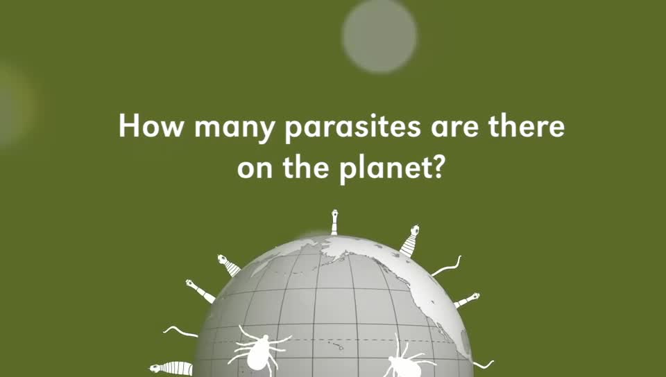 Guts & Glory: Number of Parasites