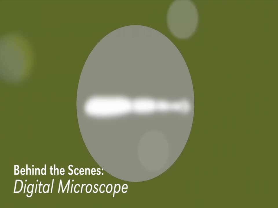 Guts & Glory: Behind the Scenes Microscopy