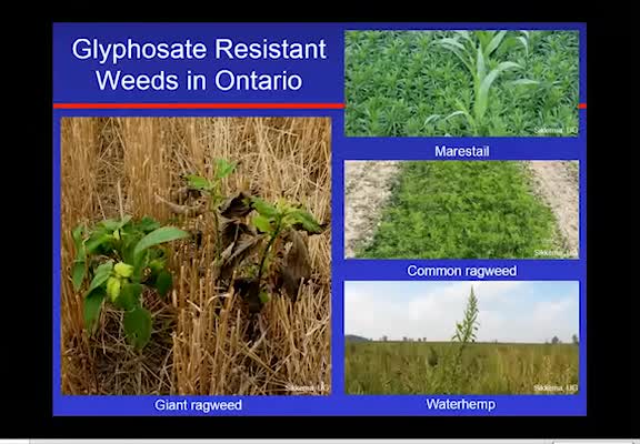 Glyphosate-Resistant Weeds in Ontario, Canada - Distribution and Control