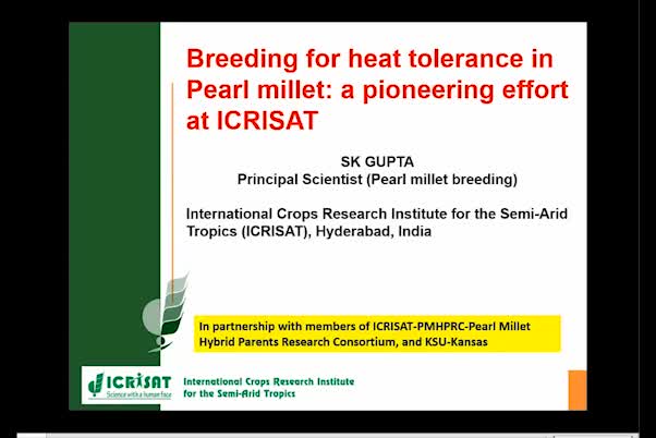Breeding for heat tolerance in Pearl millet: a pioneering effort at ICRISAT