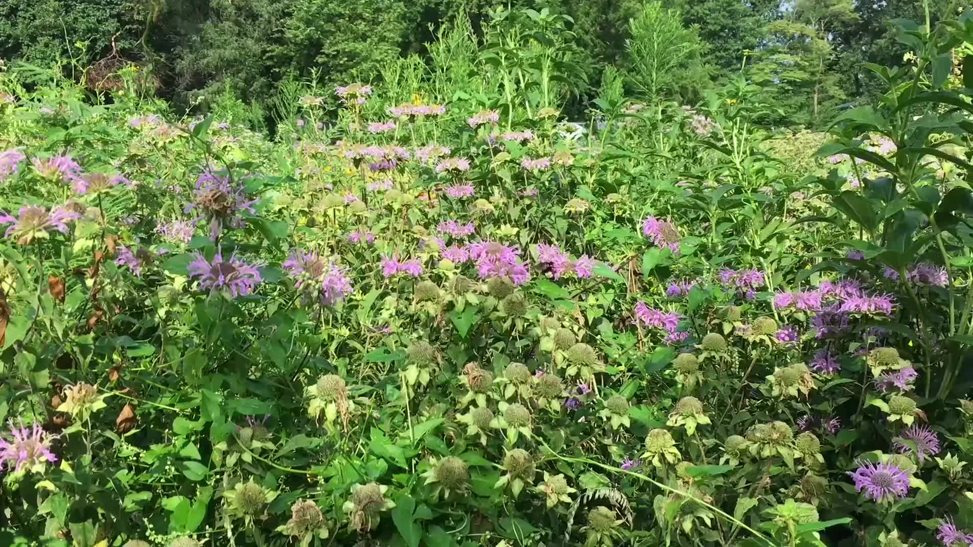 30-Seconds on Campus: Pollinator Garden
