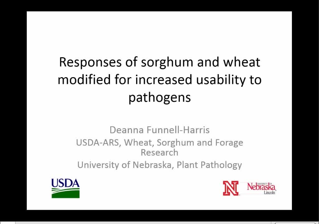 Responses of sorghum and wheat modified for increased usability to pathogens 