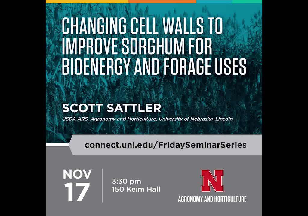 Changing cell walls to improve sorghum for bioenergy and forage uses