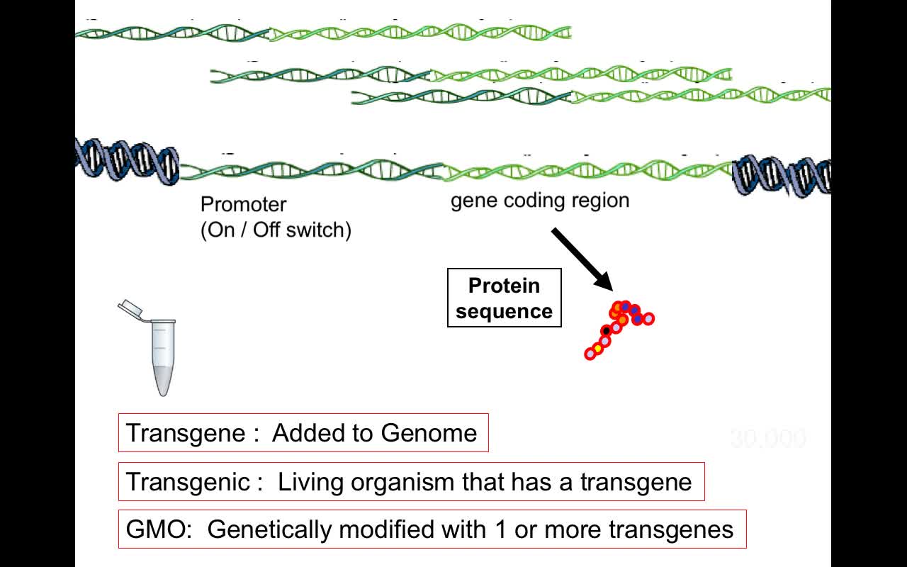 FCGMOs Transgenes Basics