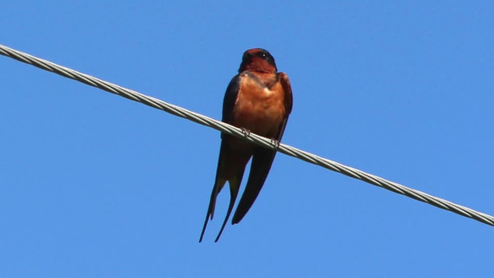 Bird Song of the Tytleri 