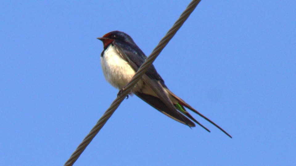 Bird Song of the Rustica