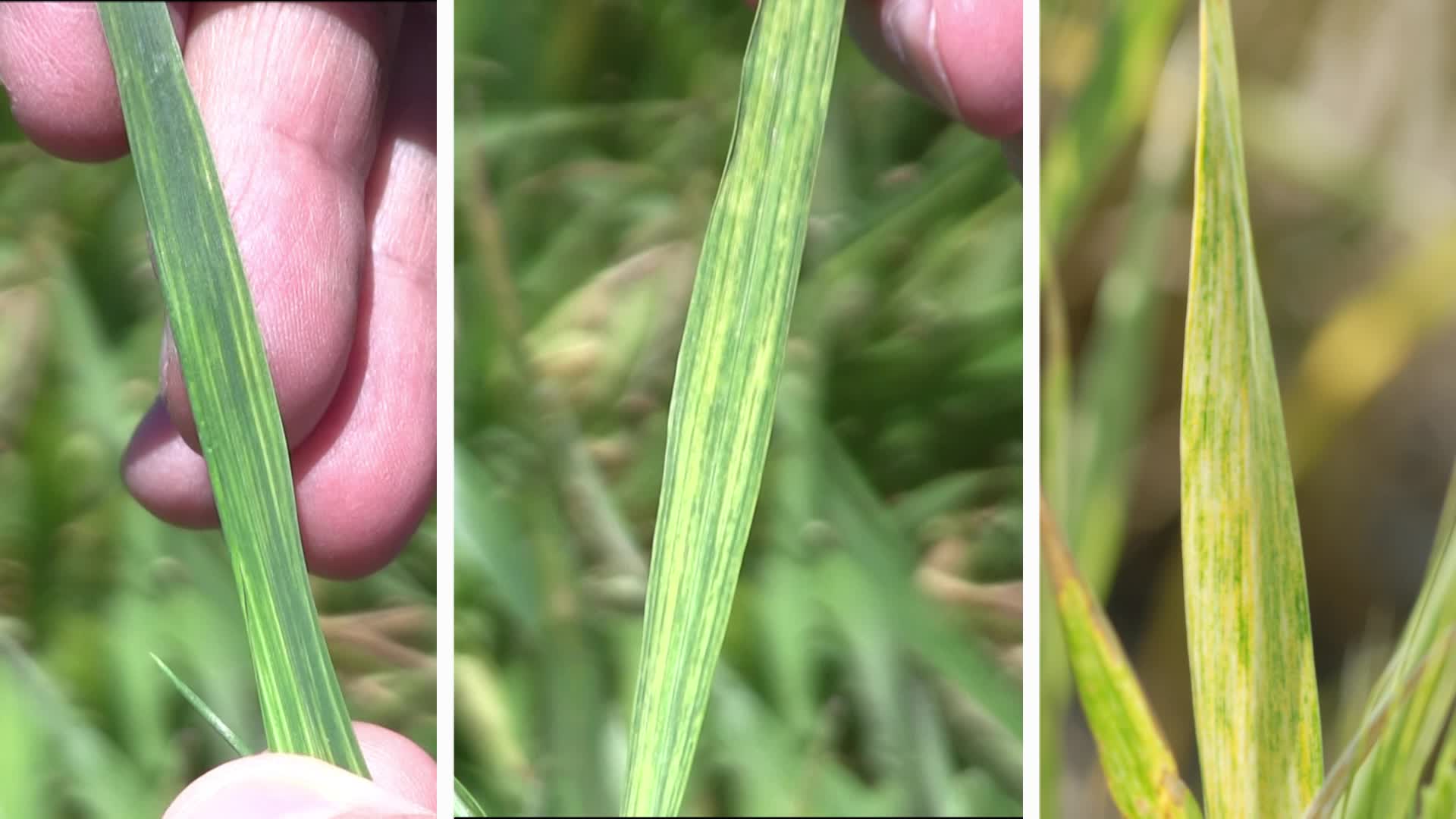 Symptoms of Mite-transmitted Viruses in Wheat