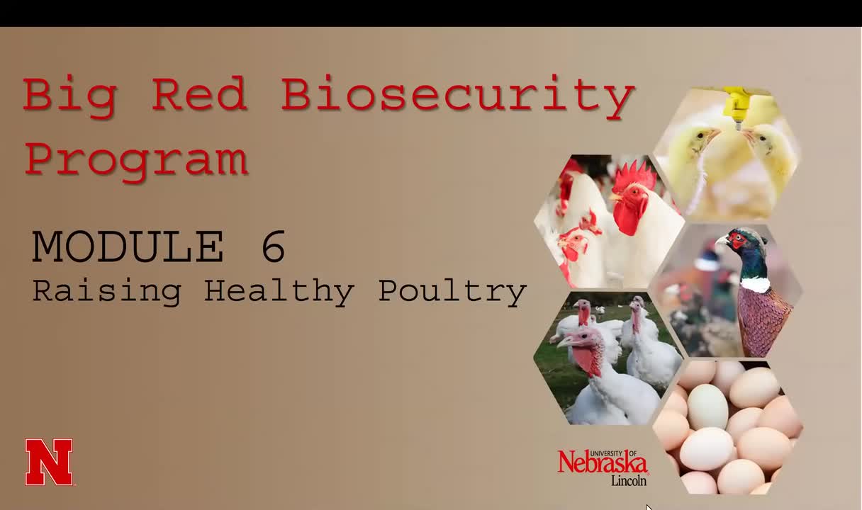 MODULE 6: Raising healthy poultry